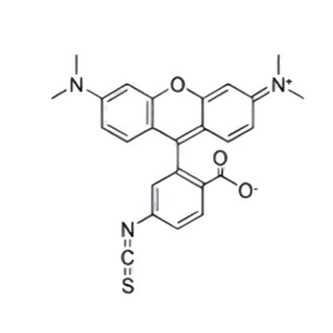 TRITC,四甲基羅丹明-5(6)異硫氰酸酯