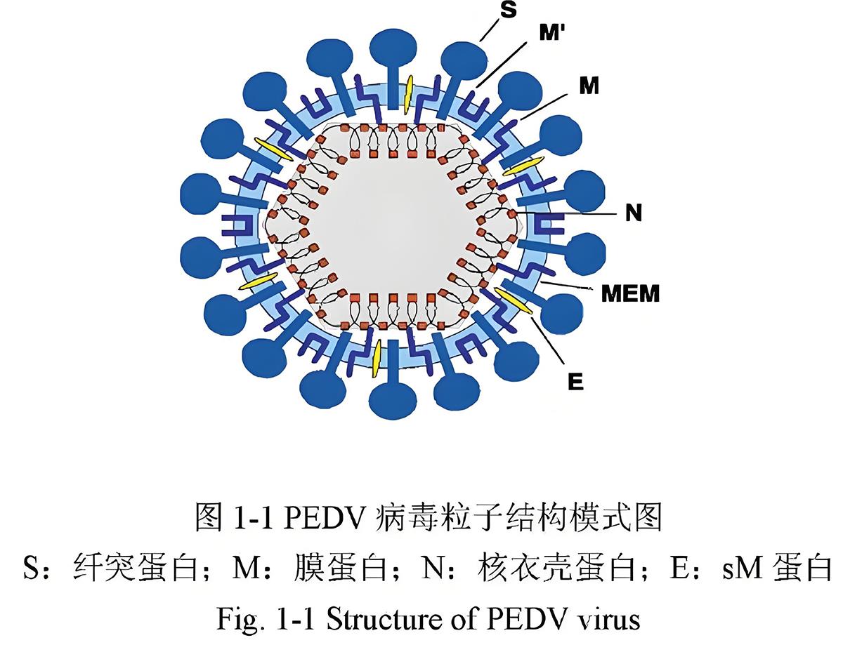 豬流行性腹瀉結(jié)構.jpg