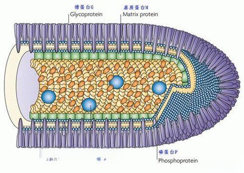 狂犬病毒蛋白結(jié)構(gòu).jpg