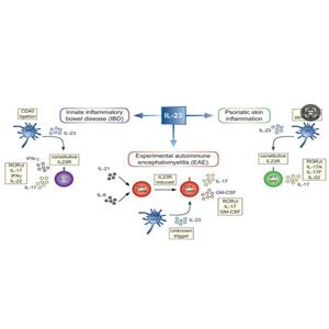 辰輝創(chuàng)聚生物?Nebulabio 重組細胞因子和蛋白支持生命科學研究領(lǐng)域的臨床開發(fā)