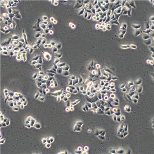 Li-7 Cells人肝癌復(fù)蘇細胞系(有STR鑒定圖譜)