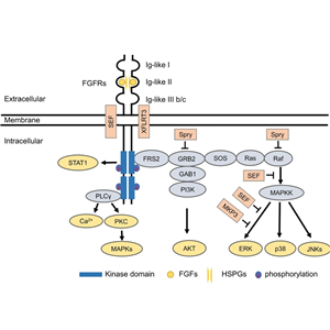 辰輝創(chuàng)聚生物Nebulabio 提供FGF信號通路相關(guān)蛋白
