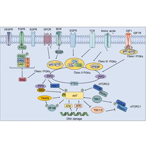 辰輝創(chuàng)聚生物Nebulabio提供PI3K/Akt信號通路相關(guān)蛋白
