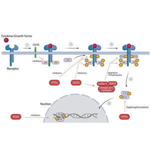 辰輝創(chuàng)聚生物Nebulabio 提供JAK-STAT信號通路相關(guān)蛋白