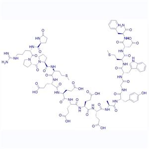 Gastrin-1, rat/81123-06-0/鼠源促胃泌素釋放肽-1;Rat Gastrin-17