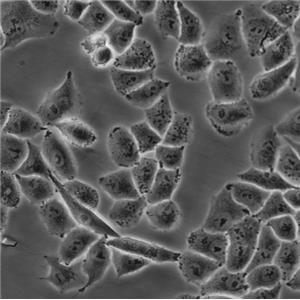 RKOE6 Cells#人結(jié)腸癌轉(zhuǎn)基因細(xì)胞系低代次|培養(yǎng)基|贈STR圖譜