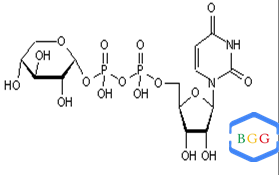 UDP-Xylose,UDP-Xylose